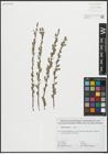Foto von Salix repens L.